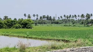 அருமையான கிராமத்து வீடு கிணறு மற்றும் வயல் வெளி.... 😍😍😍