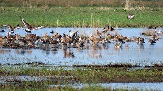 Yn coronatiid tusken de greidefûgels - In coronatijd tussen de weidevogels