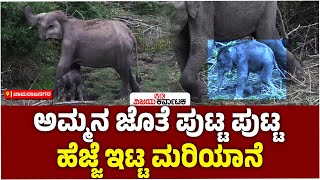 ಬಂಡೀಪುರ: ಪ್ರವಾಸಿಗರ ಎದುರೇ ಮರಿಗೆ ಜನ್ಮಕೊಟ್ಟ ಕಾಡಾನೆ, ಎಲ್ಲರಿಗೂ ಕಾಣಲು ಸಿಗಲ್ಲ ಅಂಥ ಕ್ಷಣ! | Vijay Karnataka