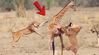 Top Moments Lion VS Giraffe - Who Would Win? Top Giraffe vs Lion Moments - Lion Could Not Win Power.