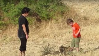 The Boy and the Fox -  Red fox (Vulpes vulpes) Αλεπού - Cyprus