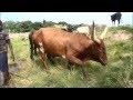 2,574km, The Zambezi Expedition Part 1.The Great Deluge_#001