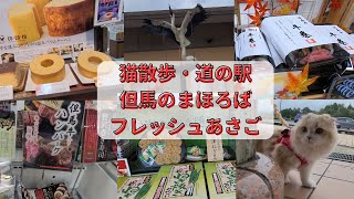 【猫散歩】兵庫旅/道の駅巡り/道の駅但馬のまほろば/道の駅フレッシュあさご/スコティッシュフォールド/Hyogo Trip