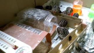 日本うずら 15日目 Japanese Quails 20170426