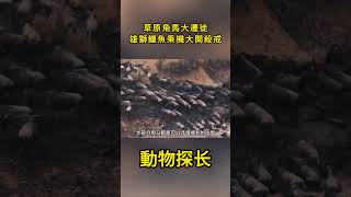 草原角馬大遷徙、雄獅鱷魚乘機大開殺戒、場面的確少見十分震撼#獅子#角馬