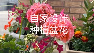 自家设计·种植盆花，正在盛开。 (家庭盆栽/小花槽种植 1）