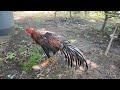 white tail thai gamefowl