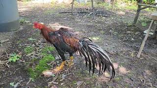 White Tail Thai Gamefowl