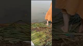 Biggest monster Big Rahu fish #shortsfeed #rahufish #fishingtechniques #fishingvideo