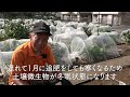 garlic and onion fertilizing frequency and points to note from a japanese farmer