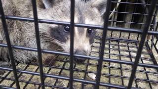 茨城県鉾田市菅野谷 アライグマ駆除