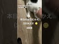 後ろ姿で迎えてくれる黒猫、本日のおでむかえ（2024.5.3）② bicolorcat blackcat くろねこ ぶちねこ ねこのいる暮らし 姉妹猫 保護猫 sistercats