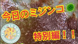 【メダカ】今日のミジンコ特別編〜タマミジンコ🦠をメダカ女子にプレゼントしてもらいました🎁〜