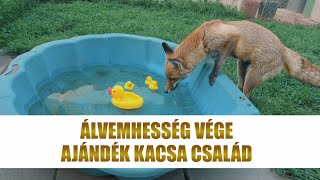 Szöszi róka - ÁLVEMHESSÉG VÉGE / AJÁNDÉK KACSA CSALÁD