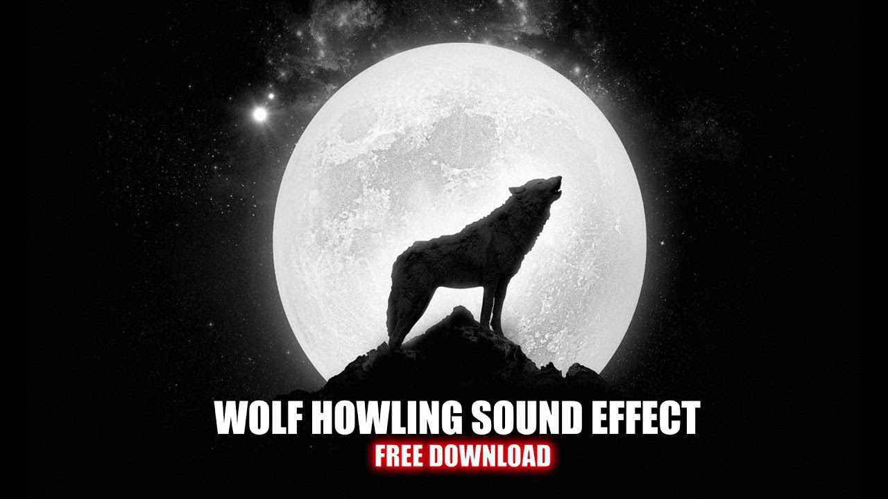 Wolf Howling Sound Effect Free Youtube