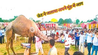 ऊंट ने जलाया अपने मुंह में आग || New Rajasthani Camel Dance || #rajasthanidance #priyanshu