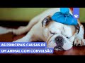 AS PRINCIPAIS CAUSAS DE UM ANIMAL COM CONVULSÃO | Socorrista pet - #50