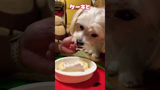 5歳になったよ#犬 #かわいい #誕生日#shorts