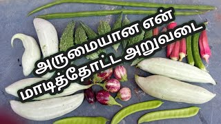 அருமையான அறுவடை இன்றைக்கு என் மாடித் தோட்டத்தில் என்ன உரங்கள் கொடுத்தால் அதிக அறுவடை கிடைக்கும்