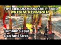 Cara Menanam Pisang Musim Kemarau Supaya Tumbuh Cepat Dan Anti Stres