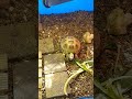 おやつの後はやっぱりホットスポットか ロシアリクガメ リクガメ turtle pets cute animals