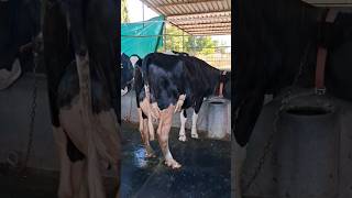 best hf cow