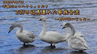 千曲川【コハクチョウ】幼鳥2羽連れた家族合流 〜計17羽になった日〜（長野県上田市）2024/01/21