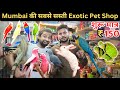 Exotic Pet Wholesale Market in Mumbai | Animals | Birds Cats & More | Crawford Market Se Sasta