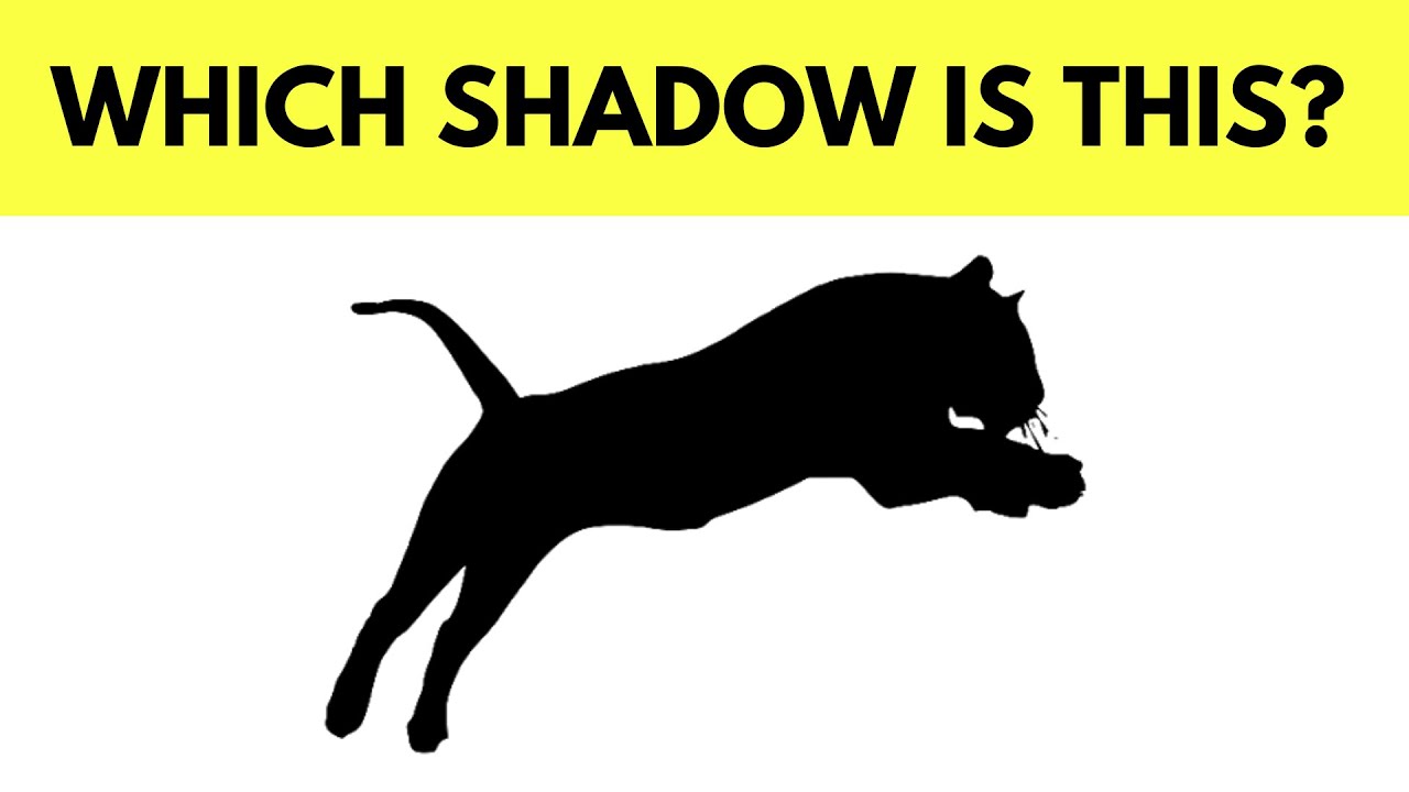 Animal Shadow Guessing Challenge Fun Eye Test Game Youtube
