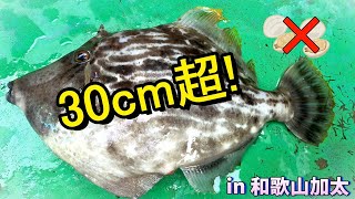 夢の大型カワハギをアサリ以外のエサで狙うとまさかの・・！