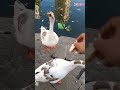 Geese asking for bread. #geese #viralshorts #animallover #mumbaishorts #feeding