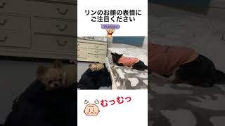 感情がよく表情に出るリン🤣#chihuahua #doglover #チワワ #3匹の天使ちゅーぶ