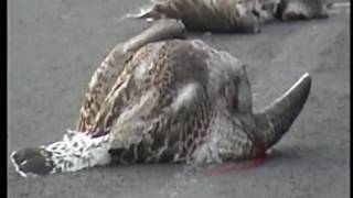 CANNIBAL SEAGULL GETS KILLED BY CAR