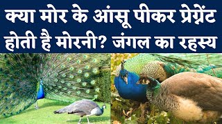 मोरनी कैसे होती है गर्भवती? | How Peacock Peahen Get Pregnant? | Peacock Reproduction | Bird Sex