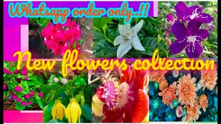 அனைத்து வகையான பூச்செடி வகைக்கள் || அடுக்கு மல்லி ||வாசனை பூ #online orders #gardens