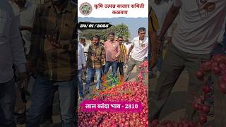 कळवण कांदा बाजार भाव | आजचे कांदा बाजार भाव | Kanda Bajar Bhav Today | प्याज बाजार भाव | onion price