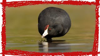 Hawaiian Coot (Fulica alai) Call| Hawaiian Coot Sound | Hawaiian Coot Video | Hawaiian Coot Song