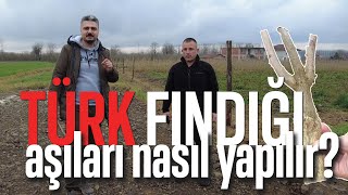 Türk Fındığı Aşıları Nasıl Yapılır? - Derdimiz Fındık