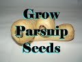 How to Grow Parsnip Seeds