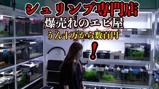 アクアリウム【シュリンプ専門店】うん十万円の高級エビから数百円のハイグレードエビ　エビの極意　ローキーズネオ　ギャラクシーフィッシュボーン　R-100 ヴィクトリア