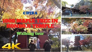 ⁴ᴷ Chiba: 1000 maple trees in Hondoji Temple