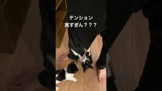 テンション上がりすぎて襲いかかってくる猫 #猫  #子猫 #ネコハラ