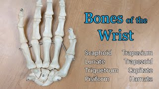 Carpals (bones of the wrist) with diagram