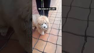 ਇਸ ਨਸਲ ਦਾ ਨਾਮ ਦੱਸਣ ਵਾਲੇ ਨੂੰ ਇਨਾਮ? #dogs #viralvideo #doglover #trending #punjabisong #gurnoor