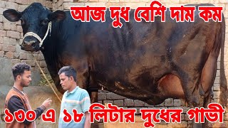 মাত্র ১৩০ হাজার টাকায় ১৫ থেকে ১৮ লিটার দুধের গাভী। আজকের ভিডিওটা শুধু গরিব মানুষদের জন্য