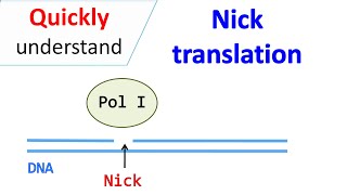 Nick translation