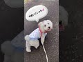 可愛くてごめん ミニチュアシュナウザー 散歩 癒し dog shorts