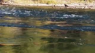 ADAMS RIVER BC SALMON     BEFORE DRONE FOOTAGE      NATURE IS UNREAL EH    177 oi🤔💀🤭