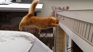 Funny Cats Jump Fail Compilation