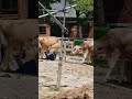 shorts コムギちゃんとベルちゃん　ジャージー種とスイスブラウン種　埼玉県こども動物自然公園　2023年6月3日